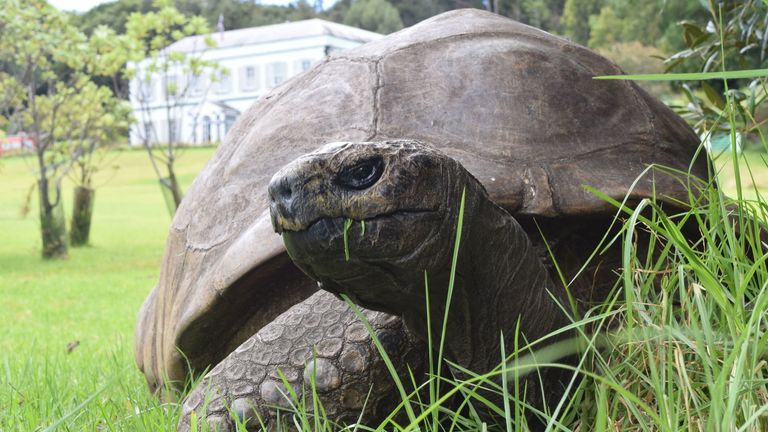 Jonathan, the Seychelles giant tortoise. File pic: St Helena/PA