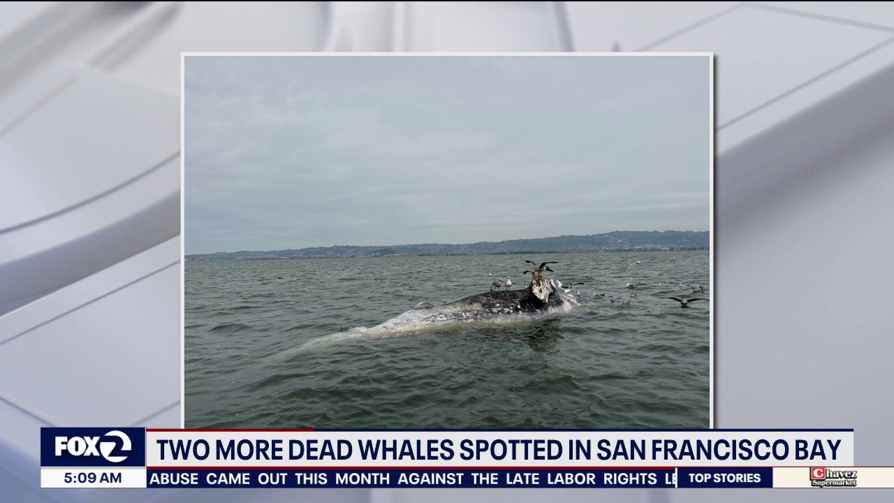 Two gray whales found dead in San Francisco Bay over the weekend
