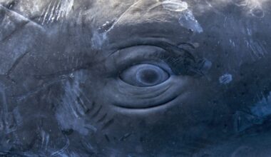 Scientists Found Human Speech-Like Patterns in Sperm Whale Clicks : ScienceAlert