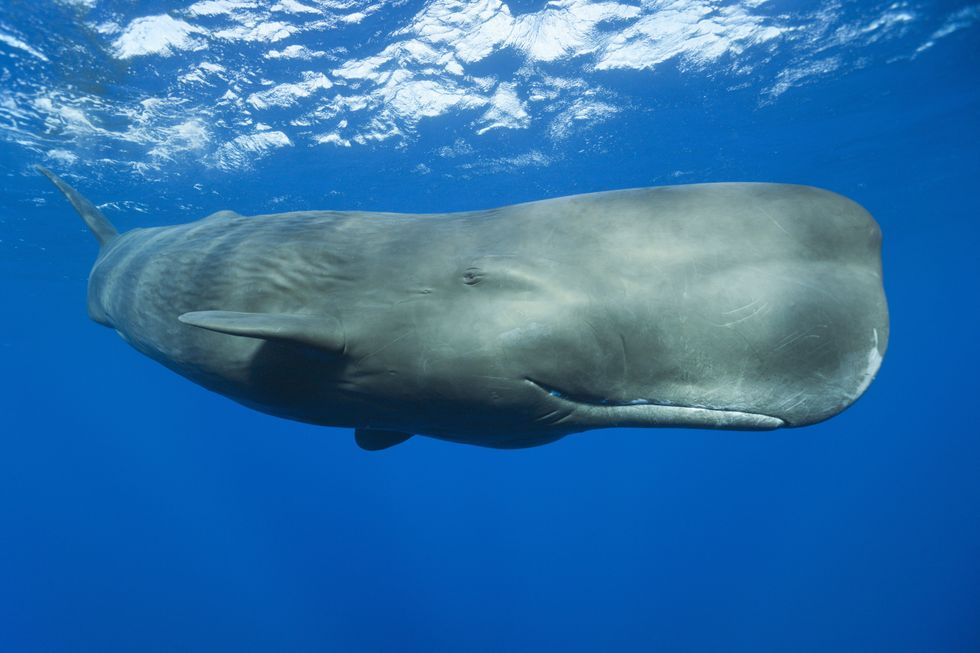 Sperm whale