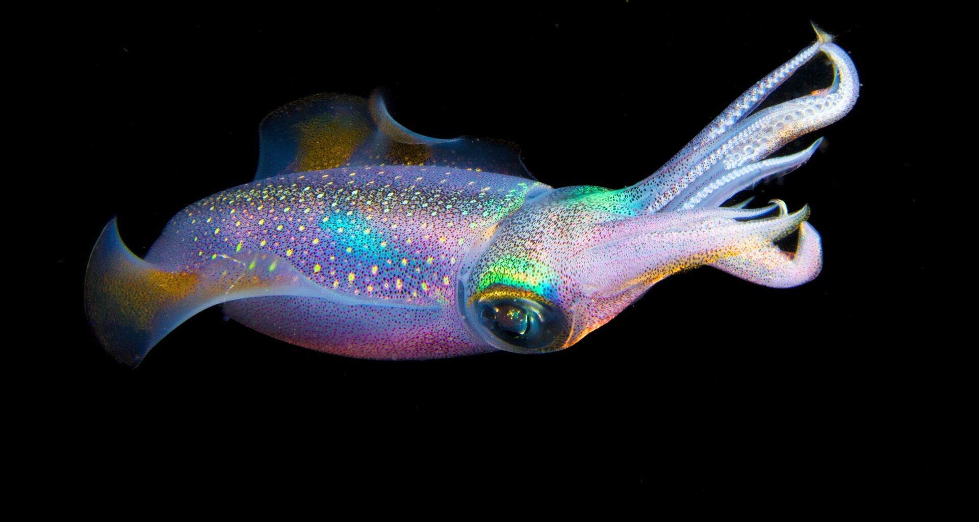 Squid evolution mystery finally solved with new genomes