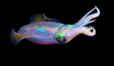 Squid evolution mystery finally solved with new genomes