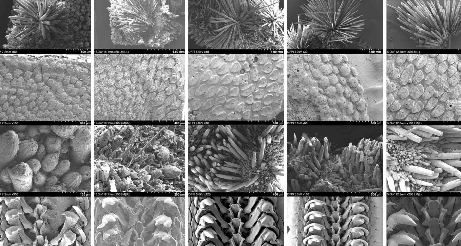 Familiar shell hides new marine species in South Korea