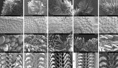 Familiar shell hides new marine species in South Korea