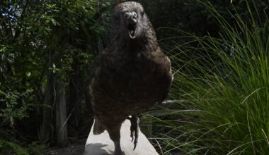 A gray and green parrot looks at the camera, its beak open with the top of its beak missing. Grasses and trees sit behind it.