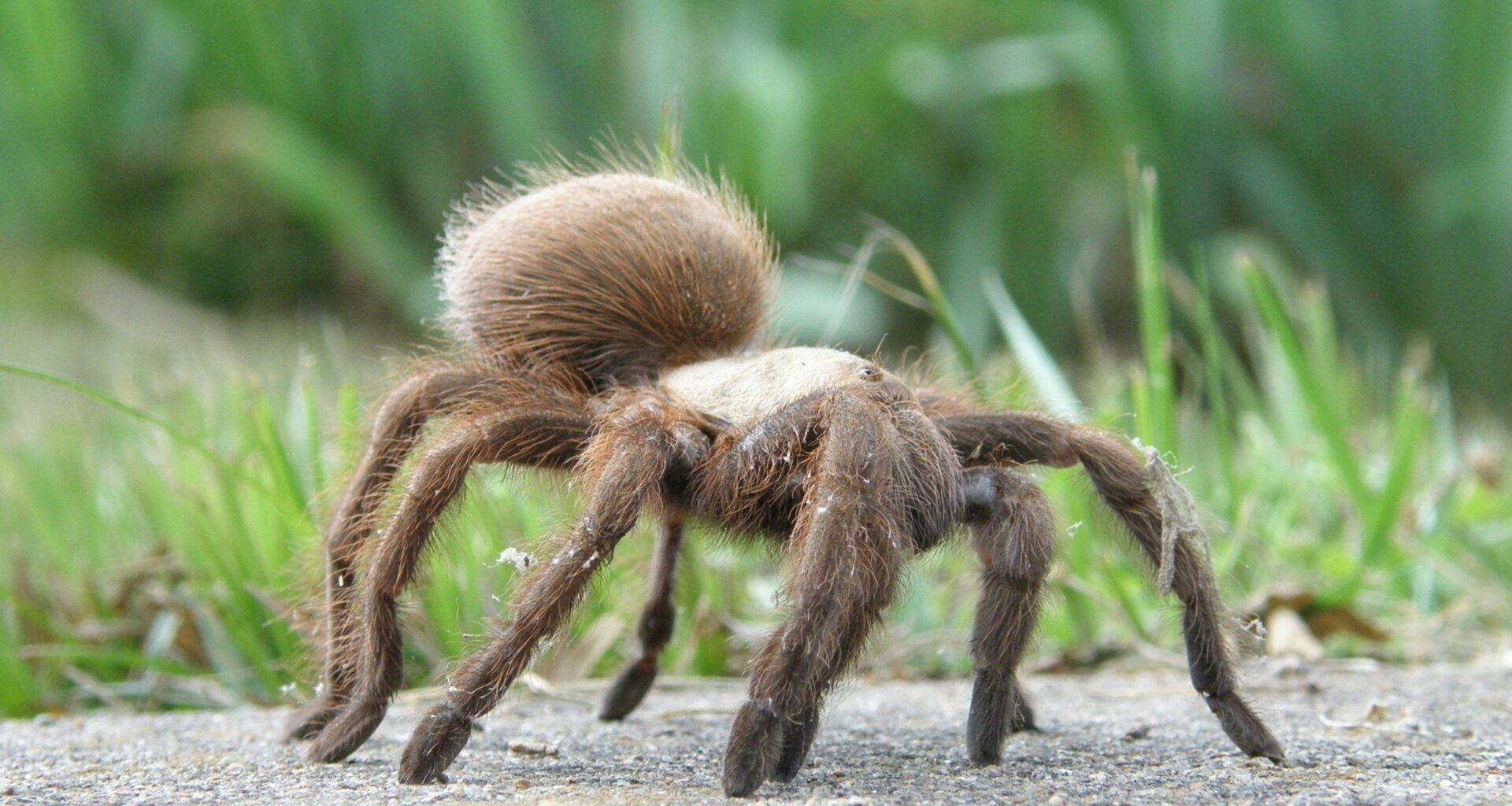 Tarantulas don’t just wander - they remember where to hunt