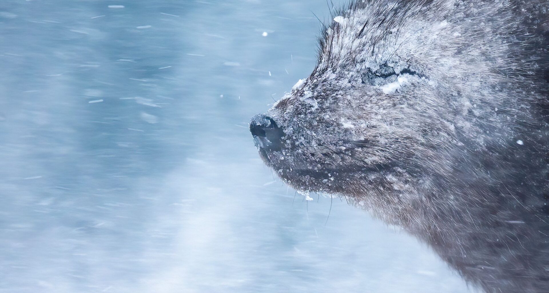 In brutal -22°C winds, this photographer captured a stunning Arctic fox portrait using Canon's pro full-frame DSLR