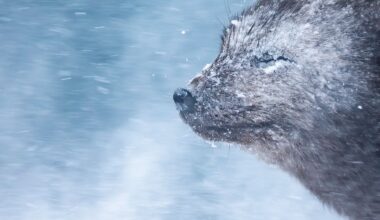 In brutal -22°C winds, this photographer captured a stunning Arctic fox portrait using Canon's pro full-frame DSLR