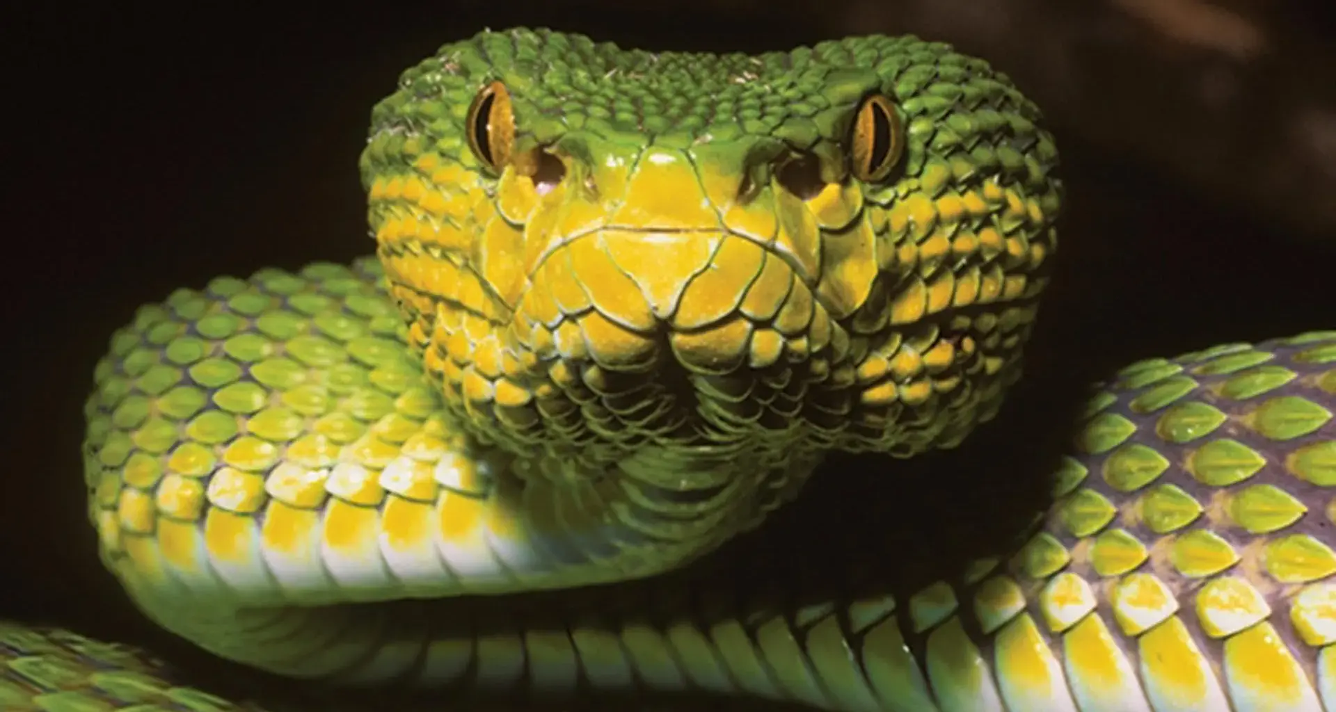 “Baffling” new snake species in Myanmar looks like multiple species at once