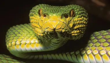 “Baffling” new snake species in Myanmar looks like multiple species at once