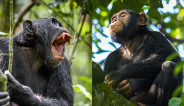 chimpanzees in Uganda