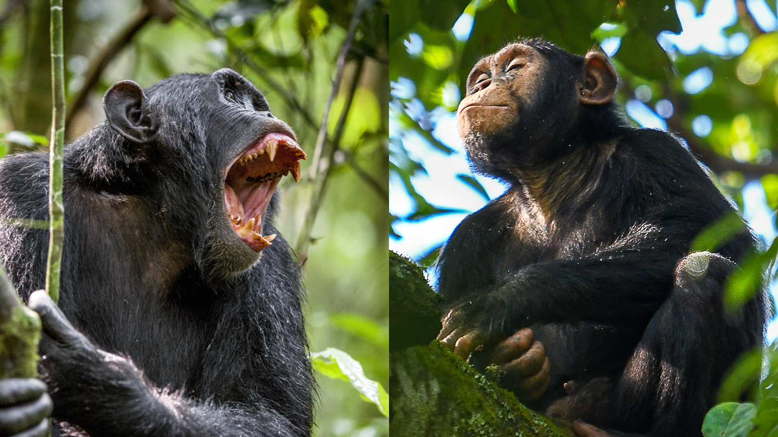 chimpanzees in Uganda