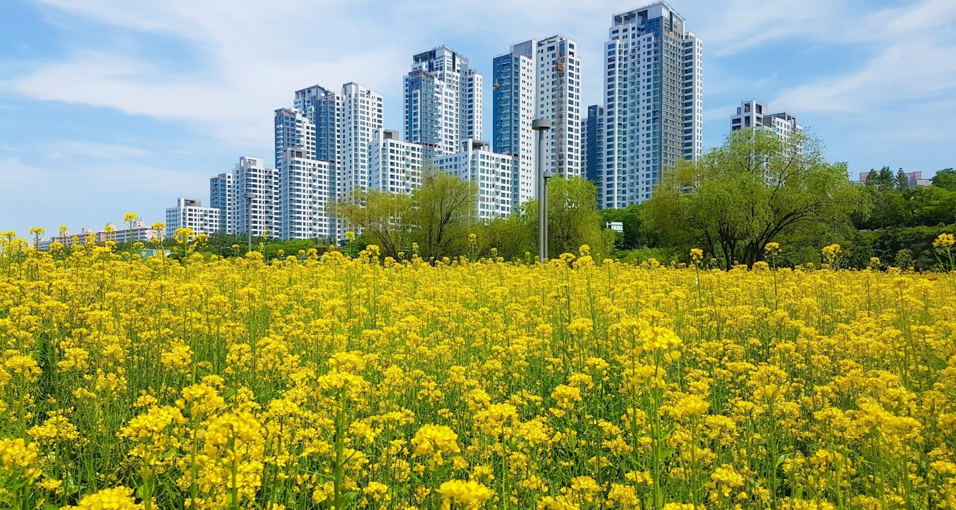Cities and countryside are merging into one continuous landscape