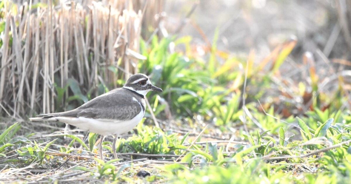 Forest Park habitat restoration efforts are a biodiversity win