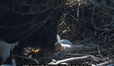 Egg in Jackie and Shadow's nest shows signs of hatching