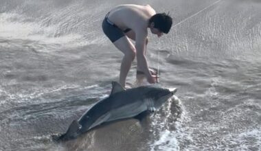 Watch: SoCal man frees great white shark. 'The teeth were a bit intimidating'