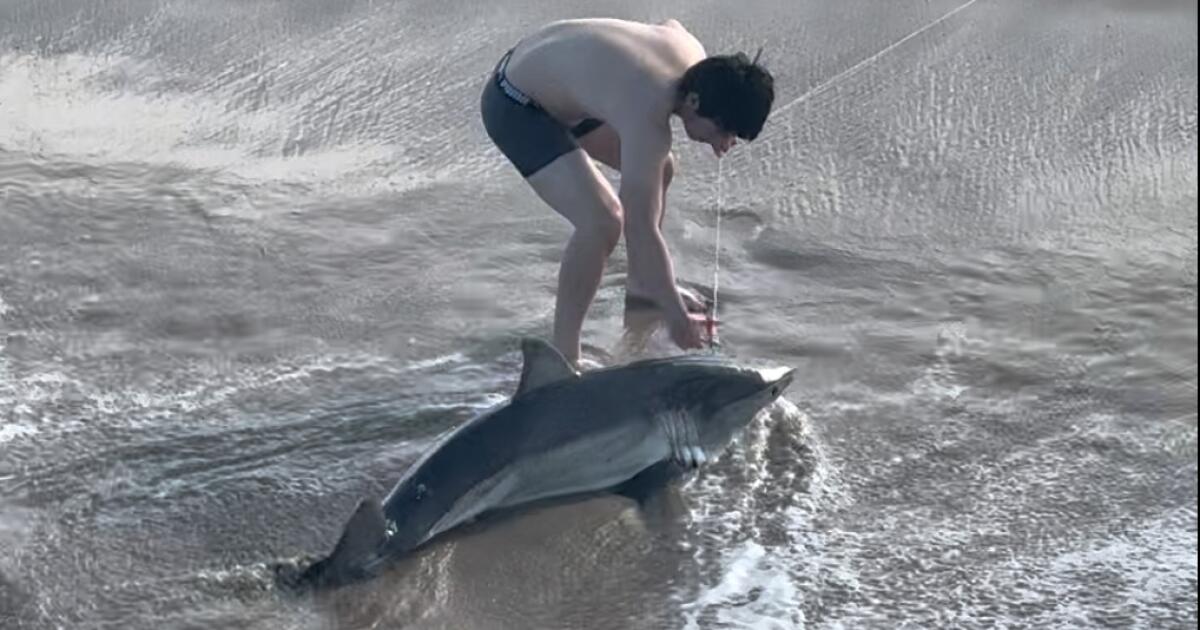 Watch: SoCal man frees great white shark. 'The teeth were a bit intimidating'