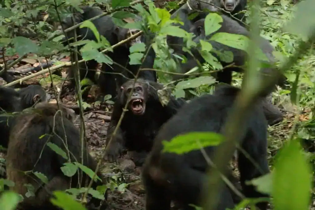 Wild chimpanzees foraging and socializing in a lush jungle setting.
