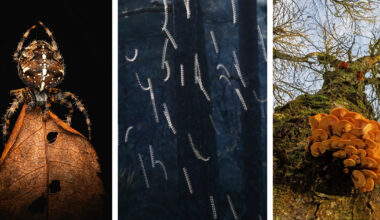 Winning Images from the Scottish Nature Photography Awards