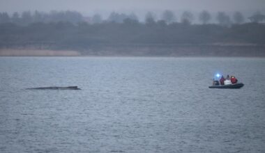 Whale stranded in the Baltic Sea swims free again. It still faces a tough task