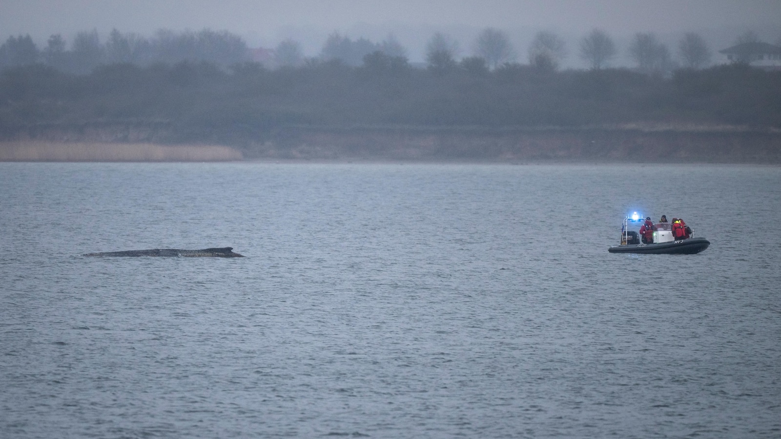 Whale stranded in the Baltic Sea swims free again. It still faces a tough task