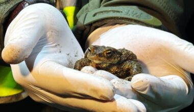 Citizen 'Frog Patrol' helps amphibians survive a dangerous road journey in Poland