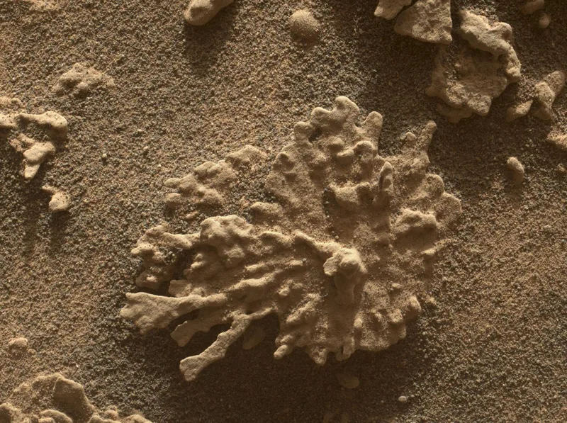 Coral-like Martian rock Curiosity Mars rover, 24 July 2025 Credit: NASA/JPL-Caltech/MSSS