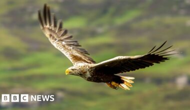 Britain's protected birds of prey still being shot, trapped and poisoned, says RSPB - BBC