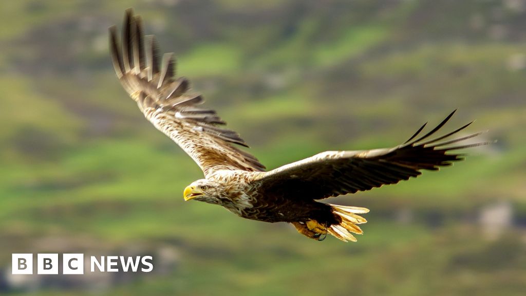 Britain's protected birds of prey still being shot, trapped and poisoned, says RSPB - BBC