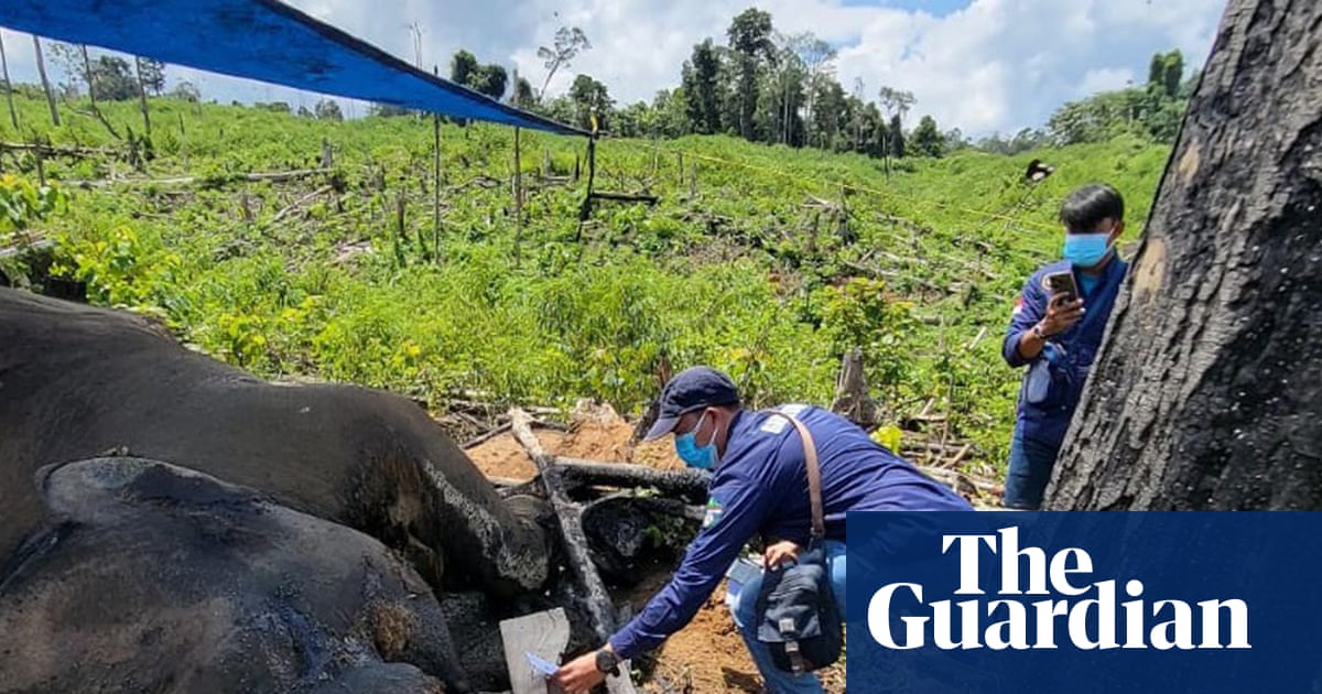 What is killing Sumatra’s elephants? The battle to save one of our rarest animals | Indonesia