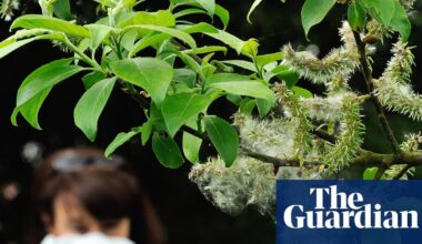 The climate crisis is making our hay fever worse – and affecting our enjoyment of nature | Environment