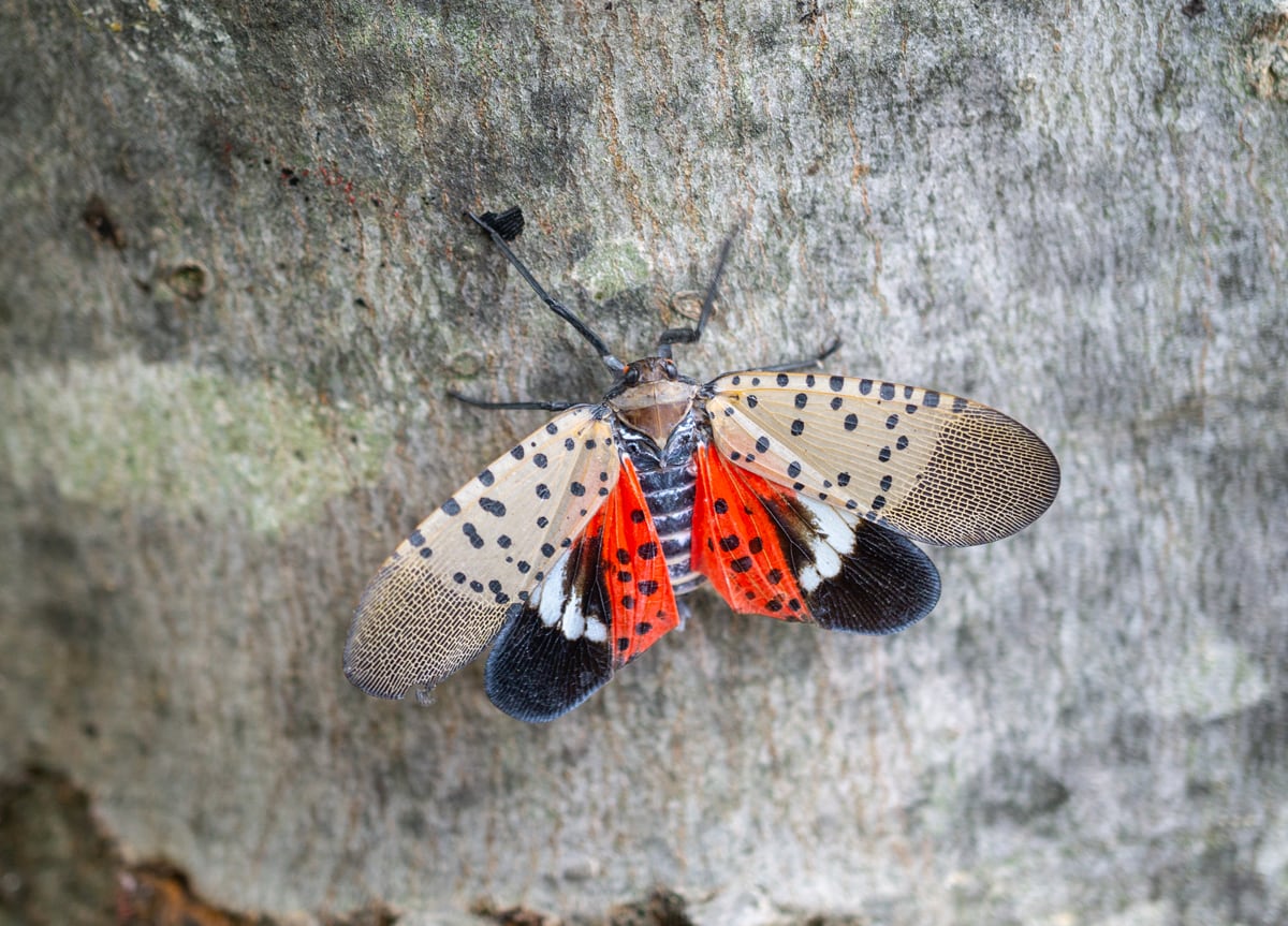 A moth-like bug with red underwings.