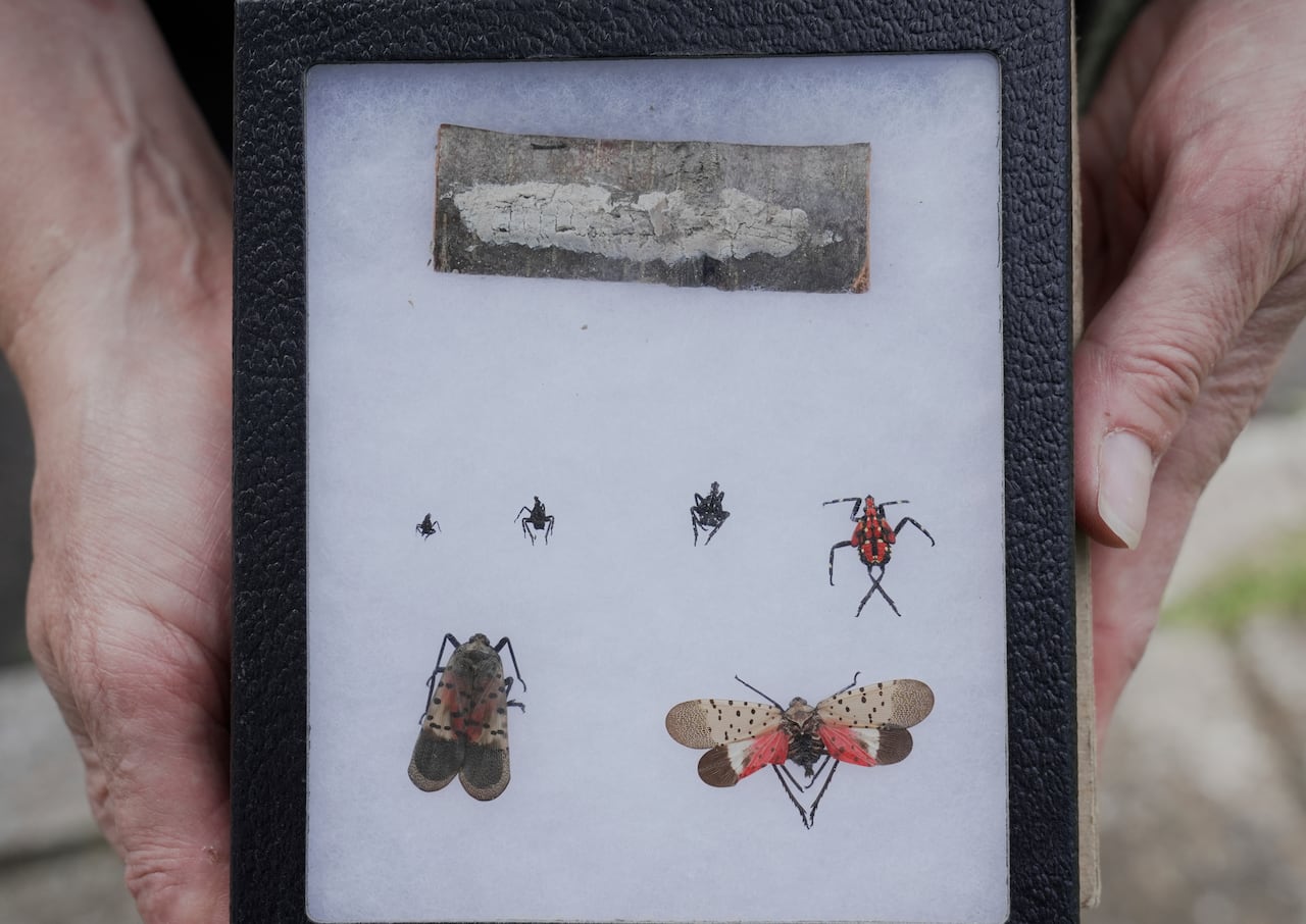 Connie Hausman, Senior Conservation Science Manage, Cleveland Metroparks, holds a display of the different phases of the spotted lanternfly, from egg mass to adult lantern fly.
