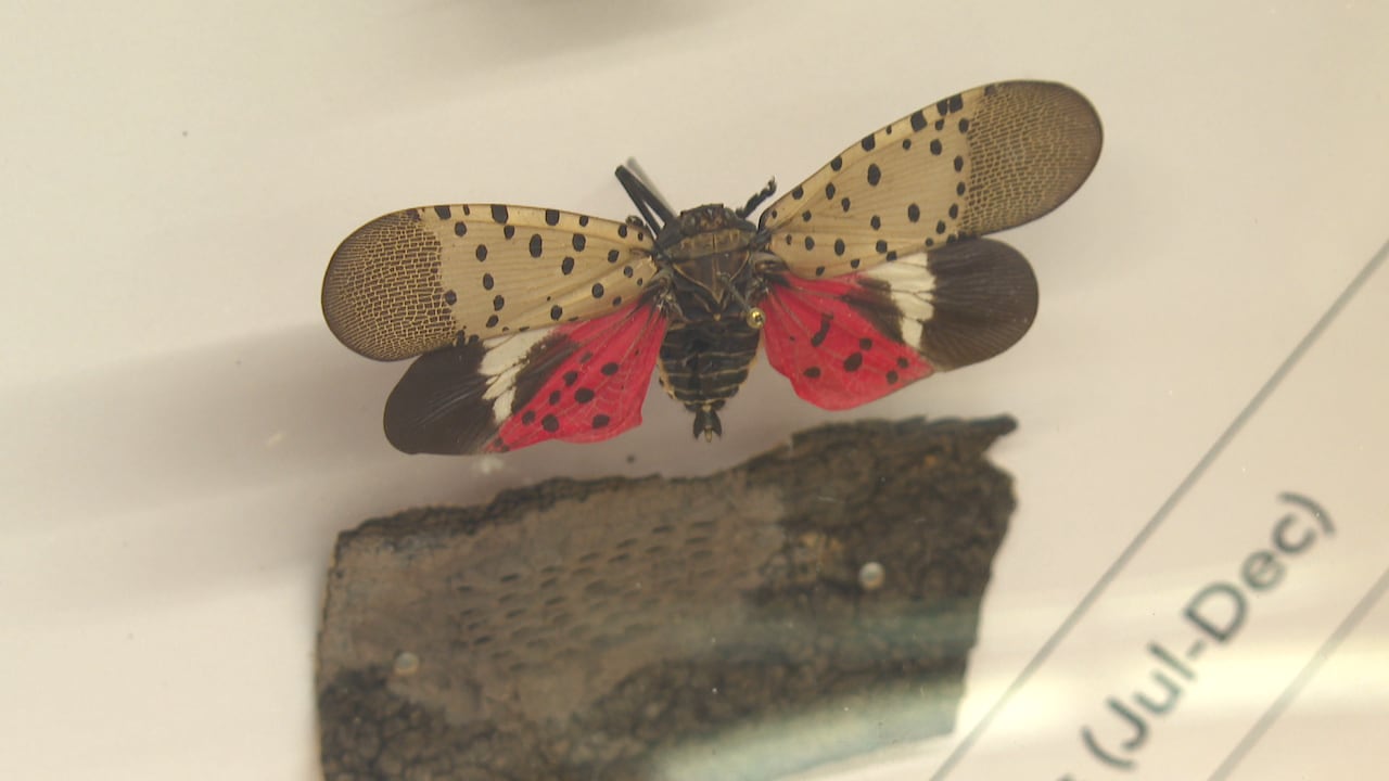 A colourful bug specimen pinned in a glass case.