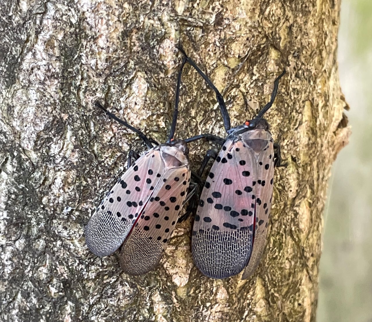 Two spotted lanternflies on a tree.
