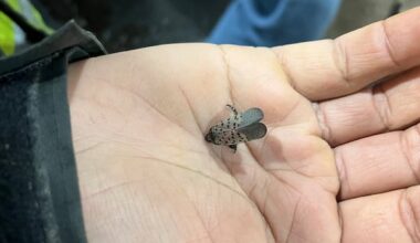 Invasive spotted lanternfly found in Ontario. U.S. officials say stomp it