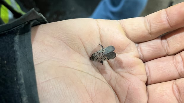 Invasive spotted lanternfly found in Ontario. U.S. officials say stomp it