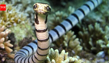 ​The 7 most venomous sea snakes in the world​