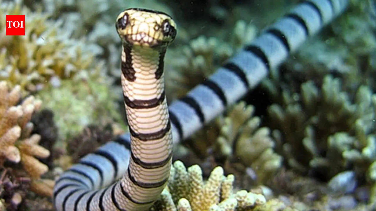 ​The 7 most venomous sea snakes in the world​