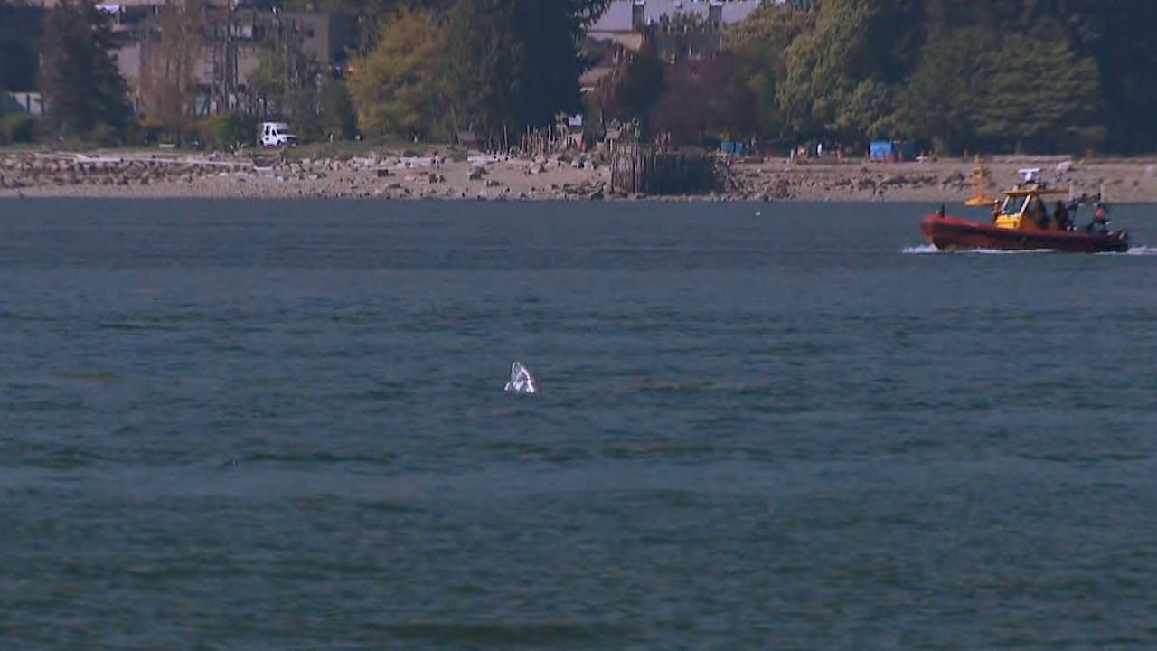 A grey whale is on its side with its fin slightly out of the water