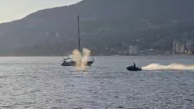 Grey whale struck by Sea-Doo in Vancouver appears uninjured, 'acting normal,' says researcher