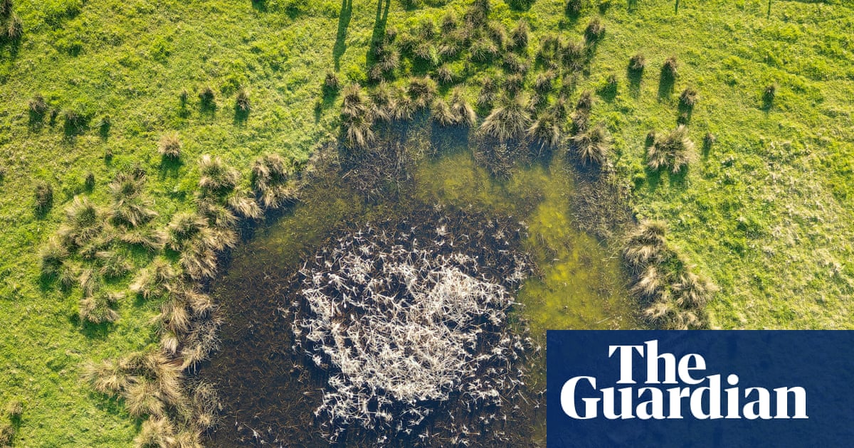 From V2 rocket-scarred London to Ukraine: how nature thrives in bomb craters | Ukraine