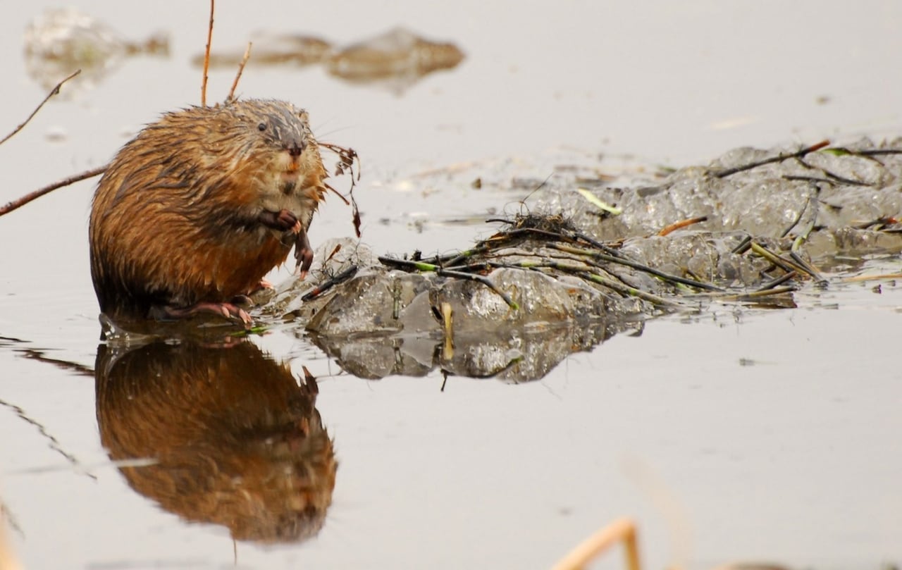 A muskrat looks out across the water.