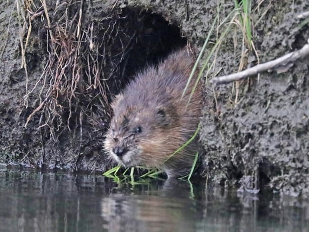 A muskrat peeps out of its den