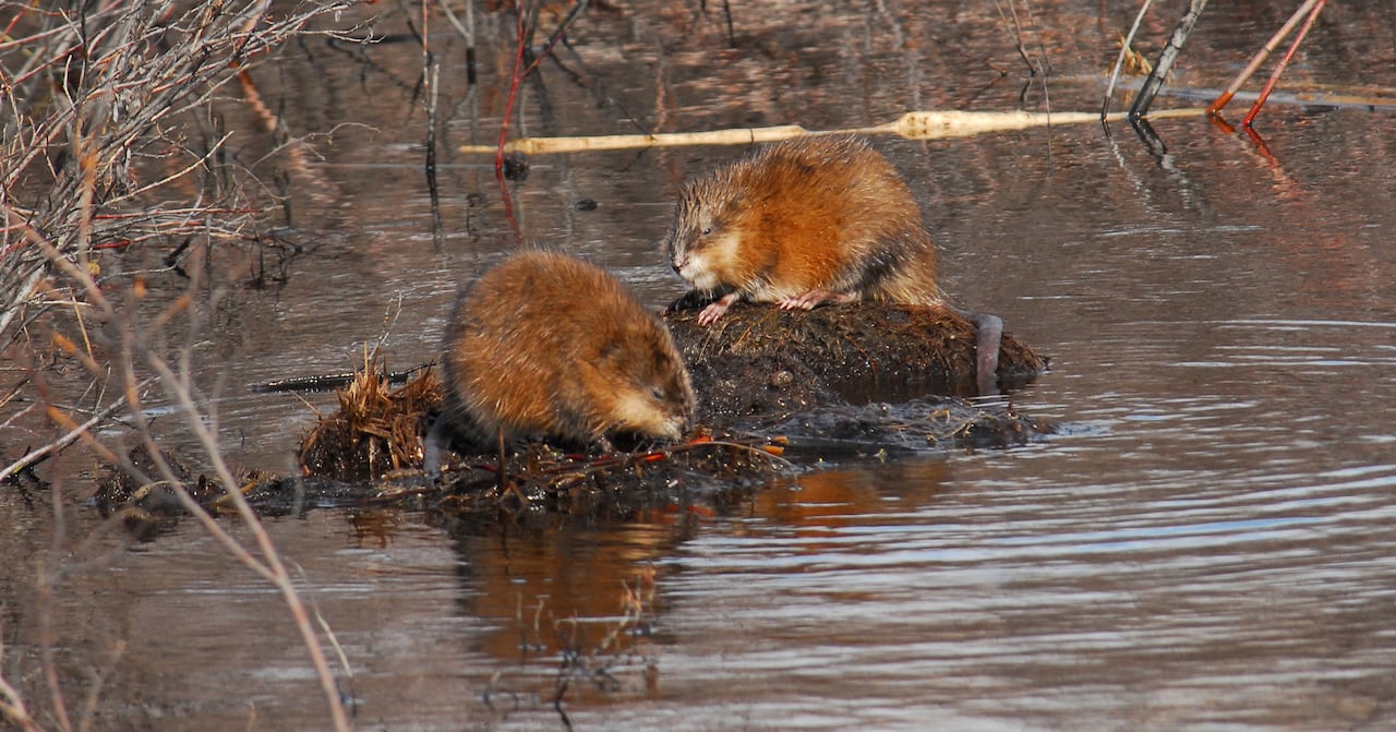 Two muskrats are seen on a patch of mud in the water