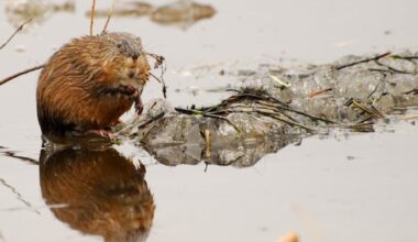 Muskrats 'always come back,' says one N.W.T. hunter, as species recommended for special protection