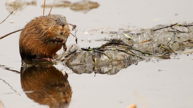 Muskrats 'always come back,' says one N.W.T. hunter, as species recommended for special protection