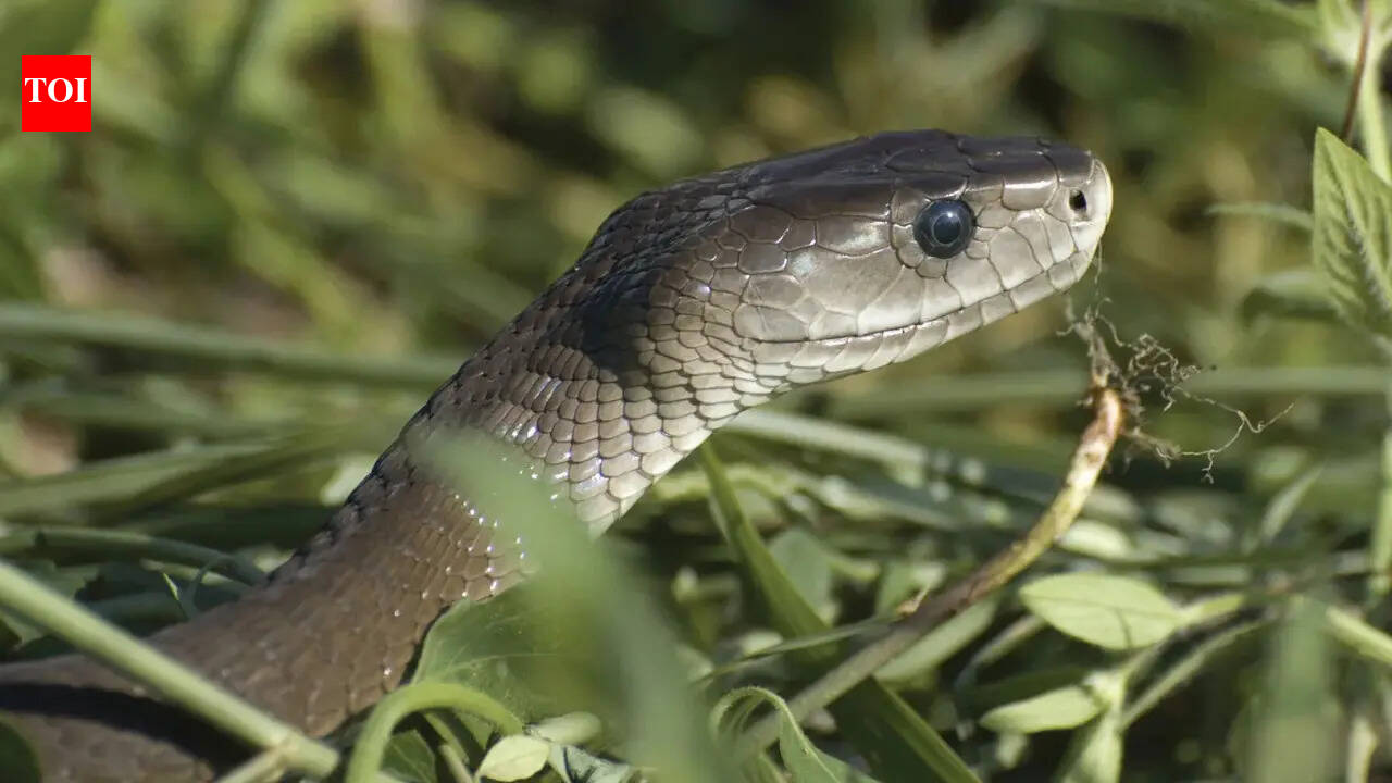 5 Most venomous snakes in Australia commonly found near homes and gardens