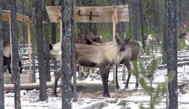 B.C. biologist disciplined for 'hunting' caribou after shooting clips to collect hair for DNA samples