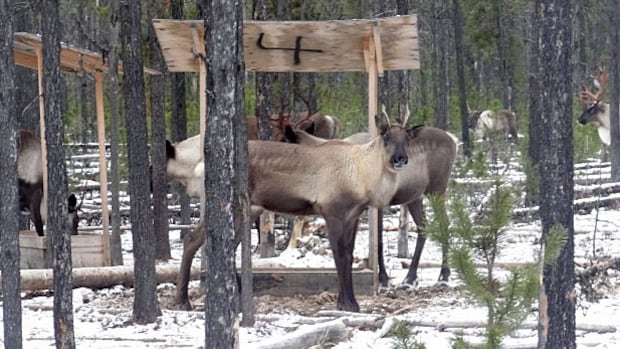 B.C. biologist disciplined for 'hunting' caribou after shooting clips to collect hair for DNA samples